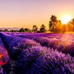 Provence