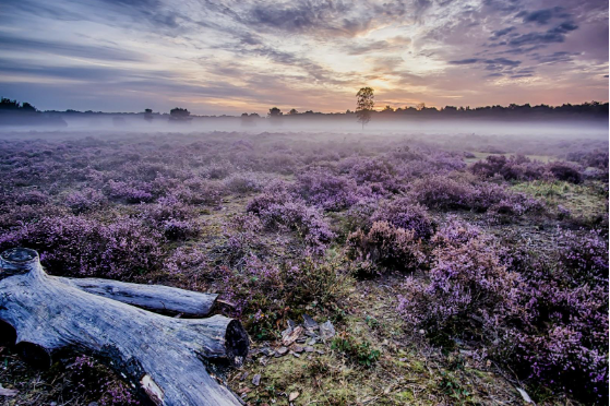 Een weekje kamperen in Nederland, wat zeggen die campingsterren eigenlijk